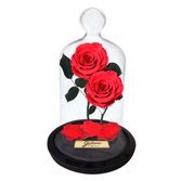 A Bela Rosa Encantada Vermelha