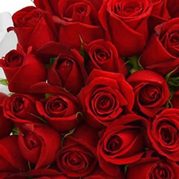 Buquê de 50 Rosas Vermelhas
